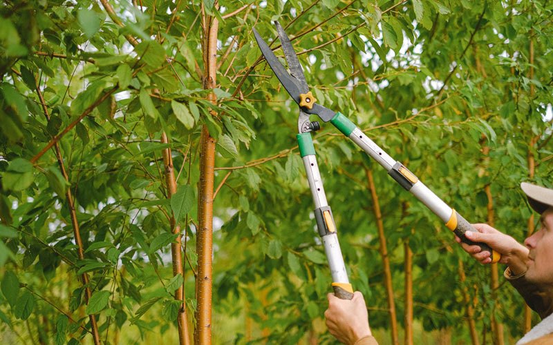 Tree trimming in Blue Mound, IL