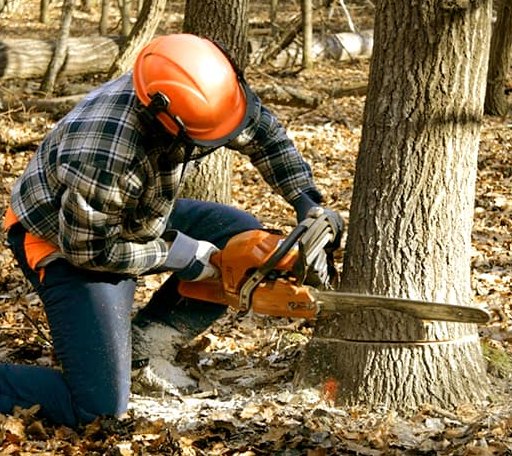 Tree Removal in Blue Mound, IL